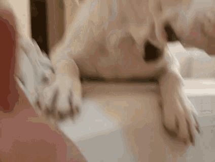 a close up of a dog 's paws laying on a table .