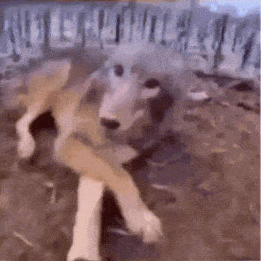 Funny Wolf GIF - Funny Wolf GIFs