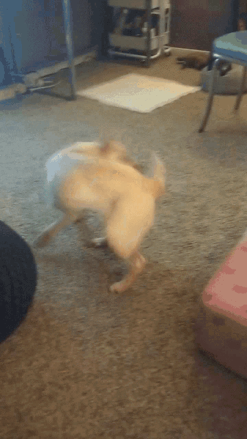 Dog Chasing Tail GIF - Dog Chasing Tail GIFs