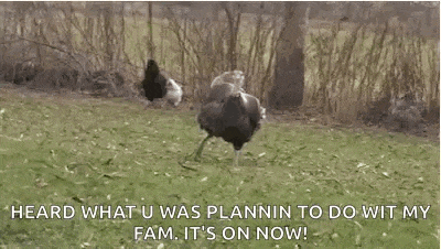 a turkey is standing in a grassy field next to a chicken .