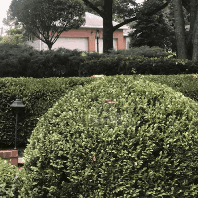 a lush green hedge in front of a house with a garage door
