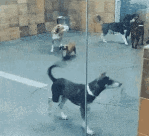 a group of dogs are standing in a room behind a glass fence