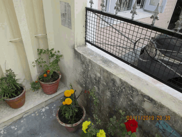 a picture of potted plants taken on 03/11/2019 20:39