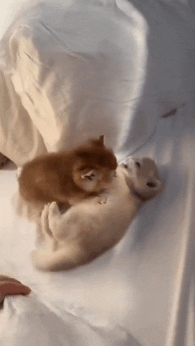 two small dogs are playing on a bed with a person .