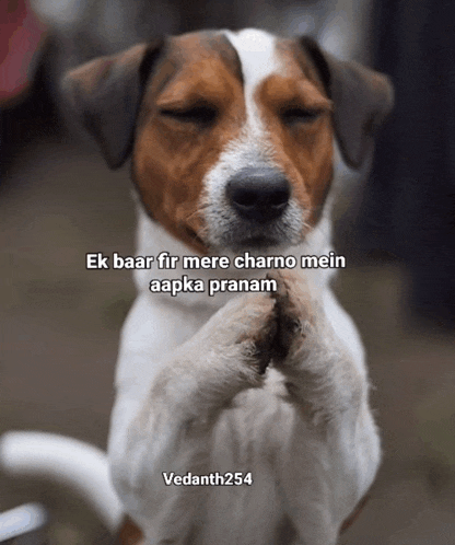 a brown and white dog with its eyes closed and a caption that says vedanth254