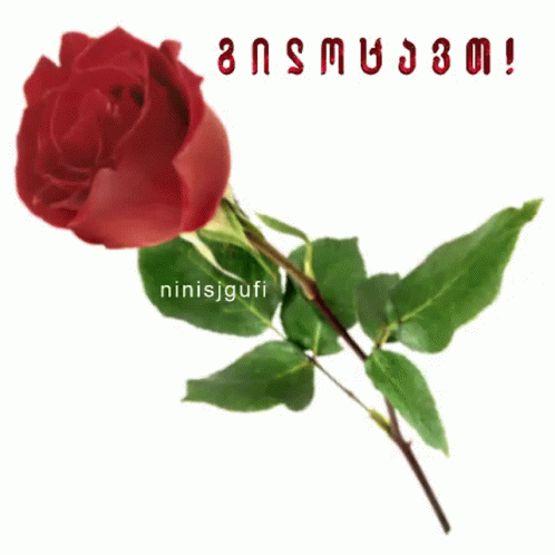 Ninisjgufi Rose GIF - Ninisjgufi Rose Red GIFs