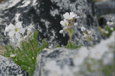 small white flowers growing out of a rocky area