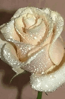 цветы роза GIF - цветы роза роса GIFs