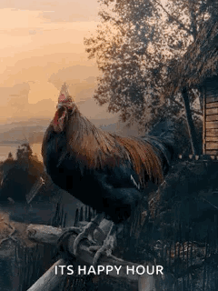 Hen Chicken GIF - Hen Chicken Rooster GIFs