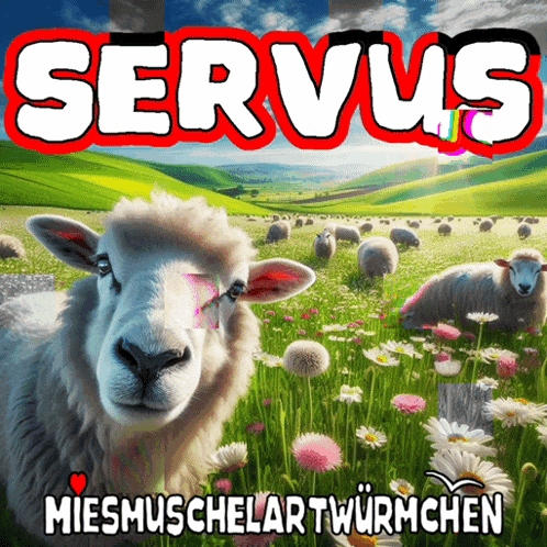 a picture of sheep in a field with the word servius