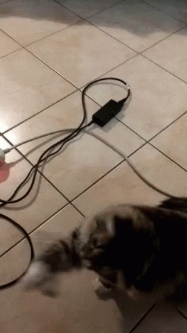 Cats Arrowsticino GIF - Cats Arrowsticino Play Time GIFs