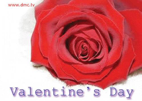 a valentine 's day card with a single red rose
