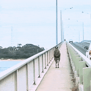 a kangaroo is walking across a bridge with a car behind it