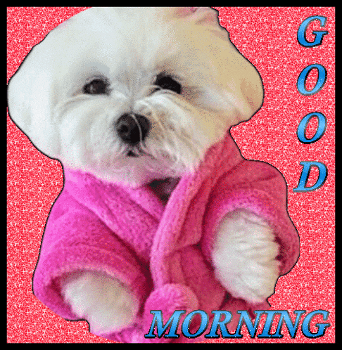 a picture of a white dog wearing a pink robe that says good morning on it