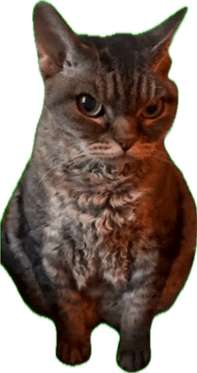 Angry Cat Meme Sticker - Angry cat meme - Discover & Share GIFs