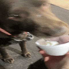a blurry picture of a dog drinking from a white cup