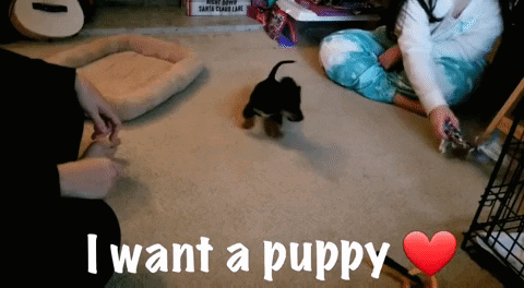 Puppy Love I Want S Puppy GIF - Puppy Love Puppy I Want S Puppy GIFs