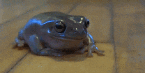a close up of a frog sitting on a wooden floor