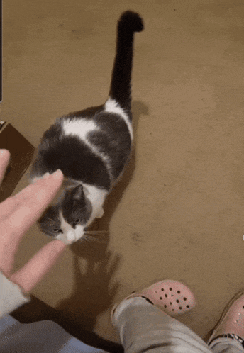 a gray and white cat is laying on its back on the floor