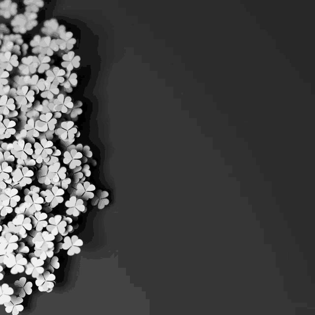 a bunch of white flowers on a dark background