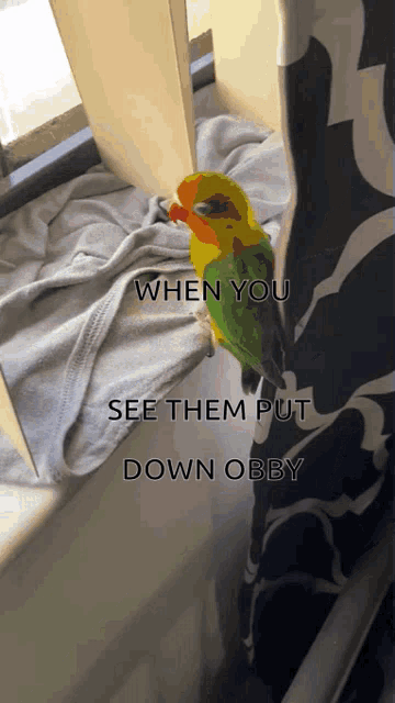 a colorful parrot sitting on a window sill with the words " when you see them put down obey " below it