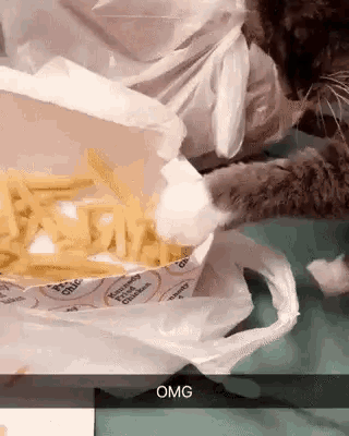 Funny Animals French Fries GIF