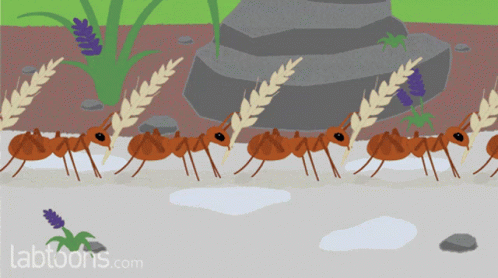 Ants Group GIF - Ants Group Storing GIFs