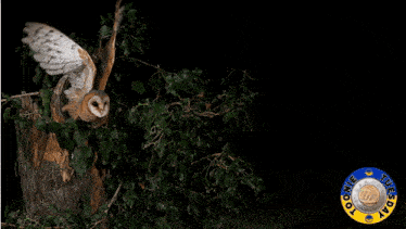 an owl is flying in front of a tree stump with the words have you toonied below it
