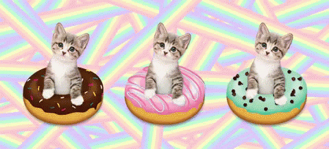 Cat Cats GIF - Cat Cats Donuts GIFs