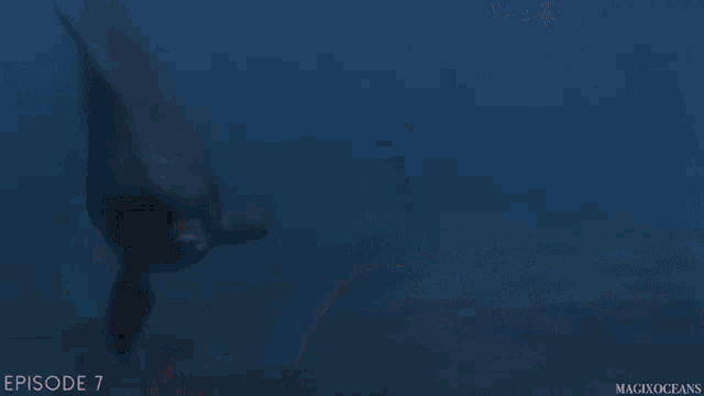 a painting of a sea turtle swimming in the ocean with the words episode 7 below it