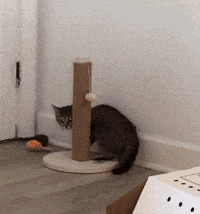 a cat is playing with a cat scratching post
