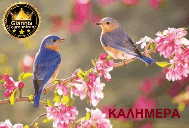 two birds are perched on a branch with pink flowers and the words καλημερα in red