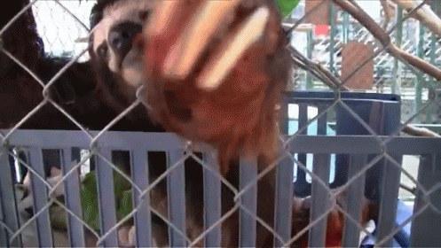 Here I Dreamt.  GIF - Sloth Reach Out GIFs