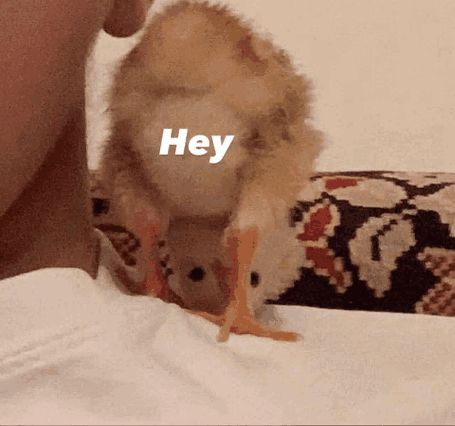 a chicken with the word hey on it