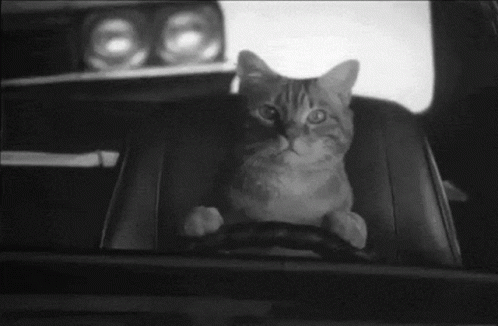 Cat Driving GIF - Cat Driving Drive GIFs