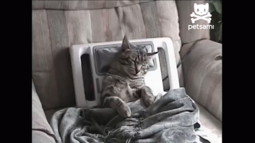Ahhh Yes...Ahhh Yes...Right There... GIF - Cat Cute Funny GIFs