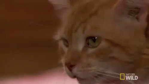 Judging You GIF - Cats Dr Pol Nat Geo GIFs