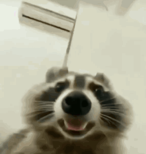 Raccoon Close Up GIF - Raccoon Close Up Fast GIFs