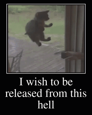 I Wish To Be Released From This Hell Cat GIF - I Wish To Be Released From This Hell Cat Cat Meme GIFs