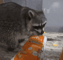 a raccoon eating a bag of simply cheddar potato chips