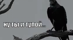 ворона ворон тупой дурак безнадега безнадёга GIF - Vorona Crow Raven GIFs
