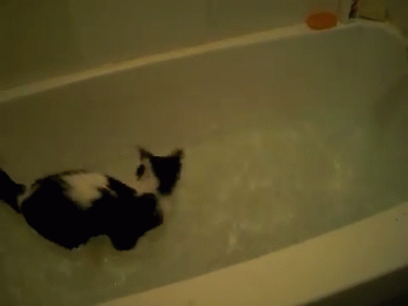 Water Cat! GIF - Water Cat Cats GIFs