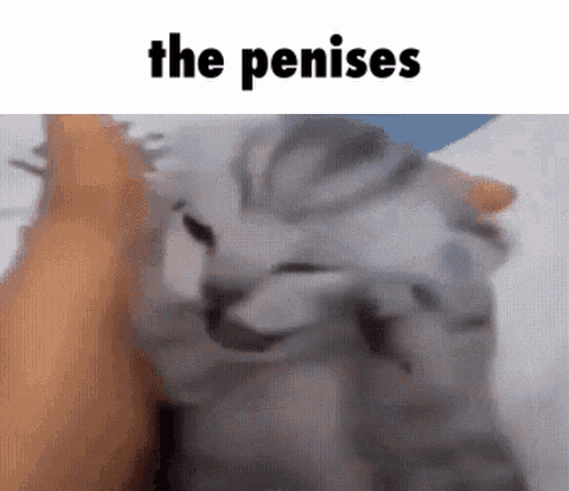 The Voices Cat GIF - The Voices Cat Screaming GIFs