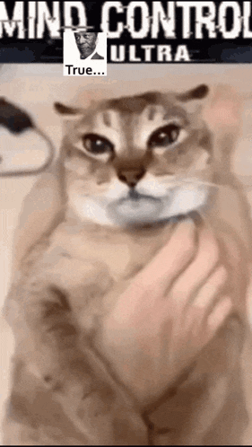 a cat is being held by a person with the words mind control ultra true