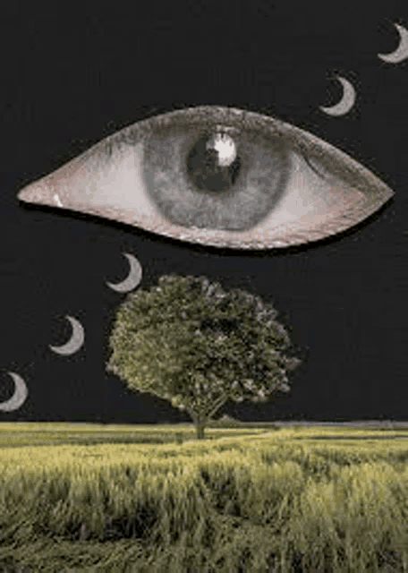 a close up of an eye looking at a tree in a field .