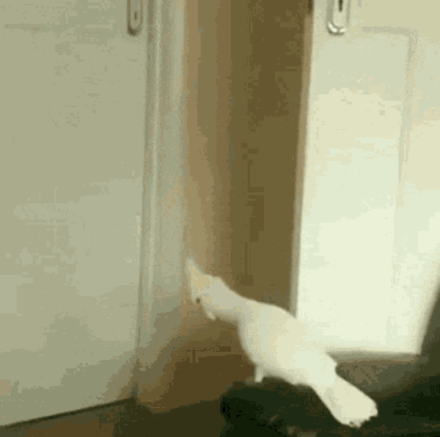 a white parrot is sitting on a black chair in front of a white door .