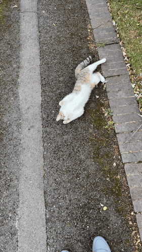 a cat is laying on its back on the side of the road