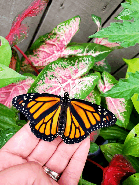 a person holds a butterfly in their hand in front of a plant