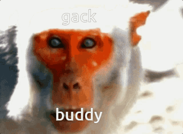 a close up of a monkey with the words gack buddy written on its face