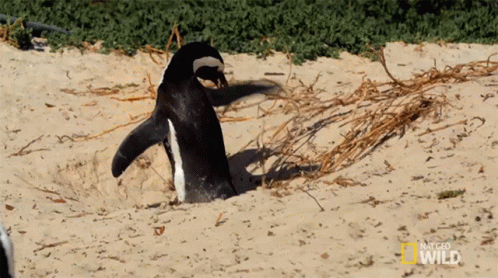 Its Mine World Penguin Day GIF - Its Mine World Penguin Day South Africa GIFs
